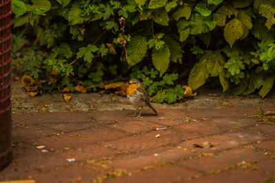 View of a bird on land