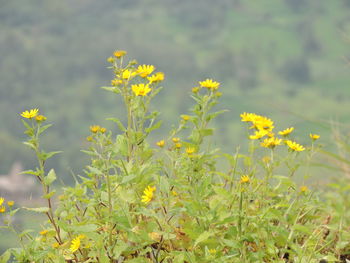 Close-up of yellow flowers blooming in field