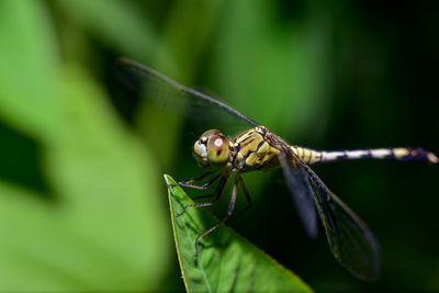 Close-up of insect on leaf