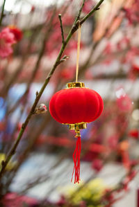 Close-up of red berries growing on tree