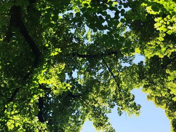 Low angle view of tree against sky