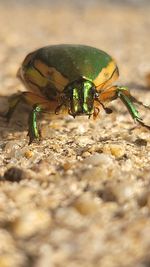 Close-up of insect on rock