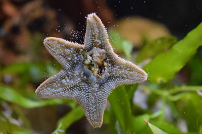 Close-up of turtle in sea