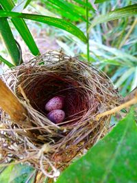 Close-up of bird in nest