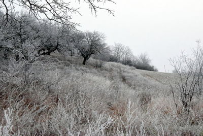 Bare trees on field against sky during winter