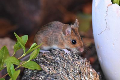 Close-up of mouse in garden