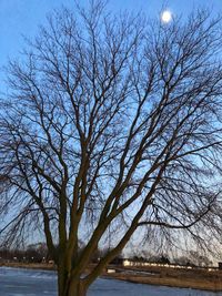 Bare trees against sky during winter