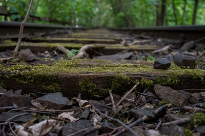 Plant growing in forest