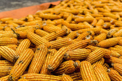 Close-up of corn