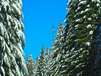 Low angle view of trees against clear blue sky