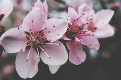 Close-up of pink cherry blossoms