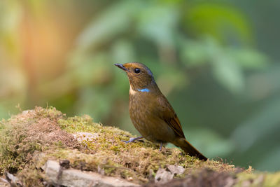 Close-up of bird perching outdoors