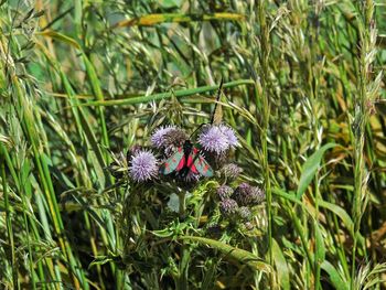 Butterfly on thistles during sunny day