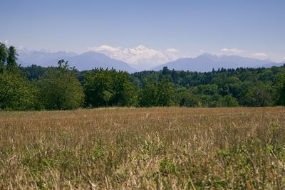 Scenic view of field against sky