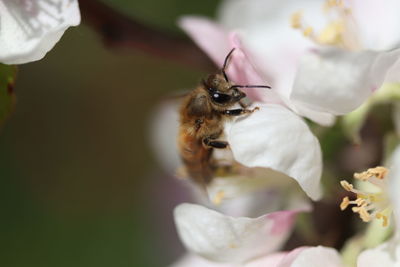 Close-up of bee pollinating on flower