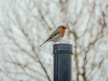 Close-up of bird perching on tree