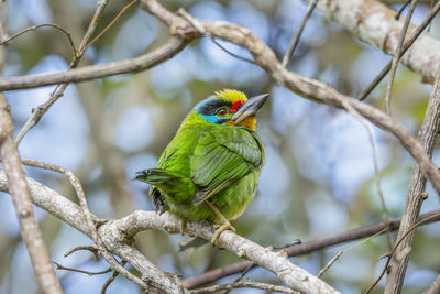 Close-up of parrot perching on branch