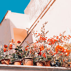 Low angle view of potted plants against wall