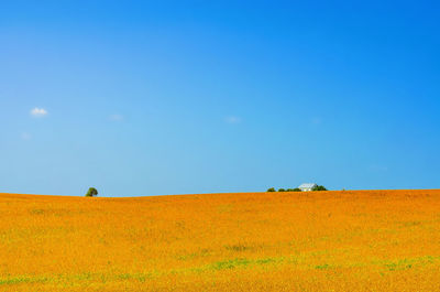 Lonely house in a yellow field on a background of blue sky.