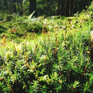 Close-up of plants growing on land