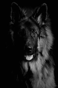 Portrait of the german shepherd long hair dog