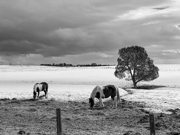 Horses in a sea against sky