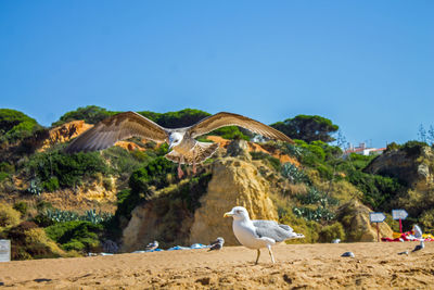 Birds perching on shore against clear blue sky