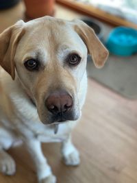 Close-up portrait of dog on floor at home