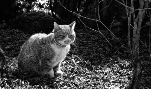 Close-up portrait of cat sitting outdoors