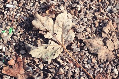 Close-up of fallen maple leaf