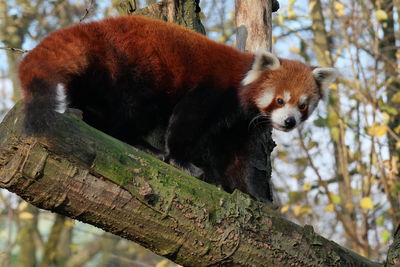 Low angle view of red panda on tree