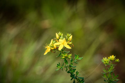 Close-up of yellow flowering plant