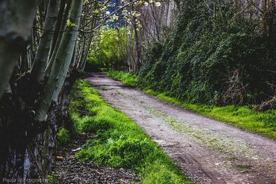 Road amidst trees at forest