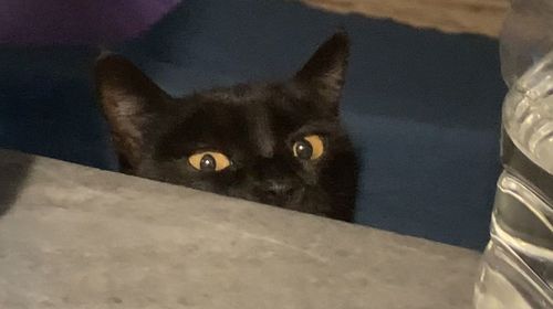 pet