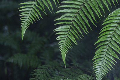 Close-up of green leaves