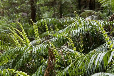 Close-up of pine trees in forest