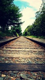 Railroad tracks along trees