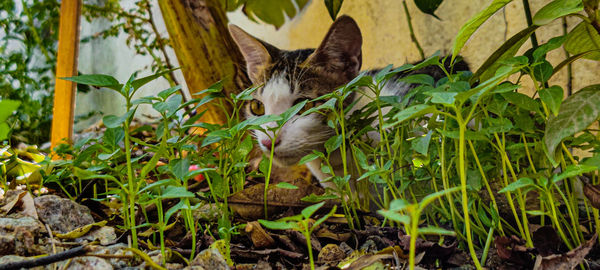 Close-up of a cat