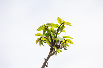 Low angle view of plant against sky