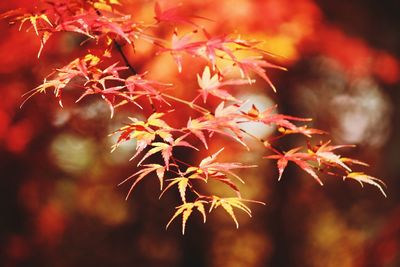 Close-up of maple leaves on tree