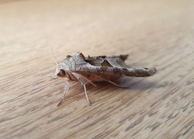 Close-up of grasshopper on wood