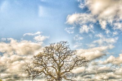 Low angle view of bare tree against sky