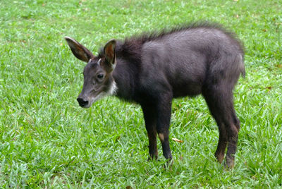 Side view of a horse on field