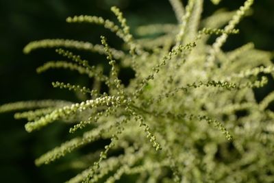 Close-up of fern