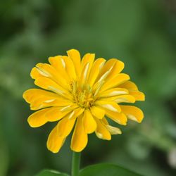 Close-up of yellow flower blooming outdoors