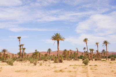 Panoramic view of coconut palm trees on desert against sky