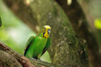 Green budgerigar parakeet bird melopsittacus undulatus perches on a branch, eating seed.