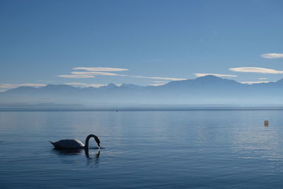 Swan in lake against sky