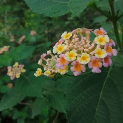 Close-up of yellow flower