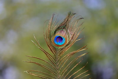 Closeup of male peacock feather on green grass blur gradient background
